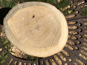 Tronc d'un arbre considéré comme malade. Tronc d'un arbre considéré comme malade.