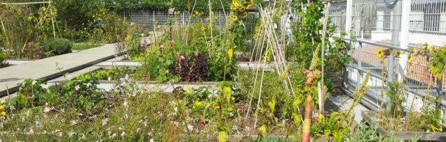 Le jardin partagé sur le toit du gymnase des Vignoles, Paris 20e